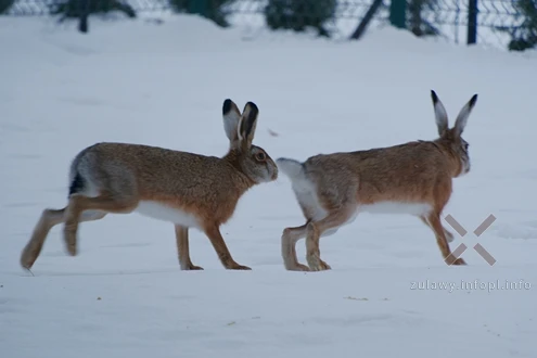 17.01.2026. Małe Żuławy w śnieżnej odsłonie