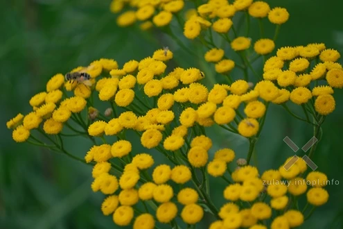09.09.2025. Z wrotyczem przez Powiśle i Żuławy