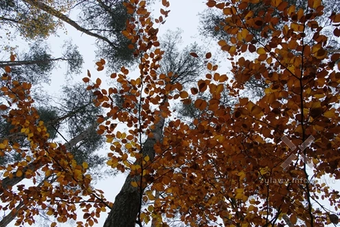 Jesień 2025 na Powiślu