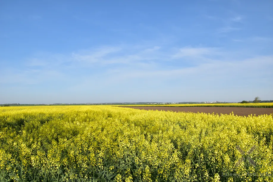 Żuławy i widok na drugi brzeg Wisły