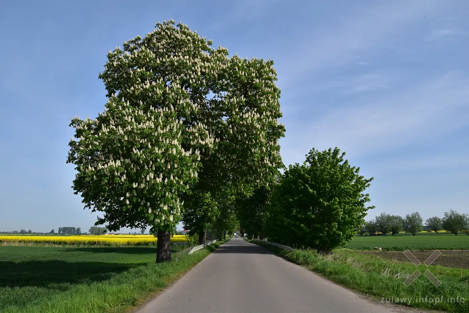 Kwitnące kasztanowce