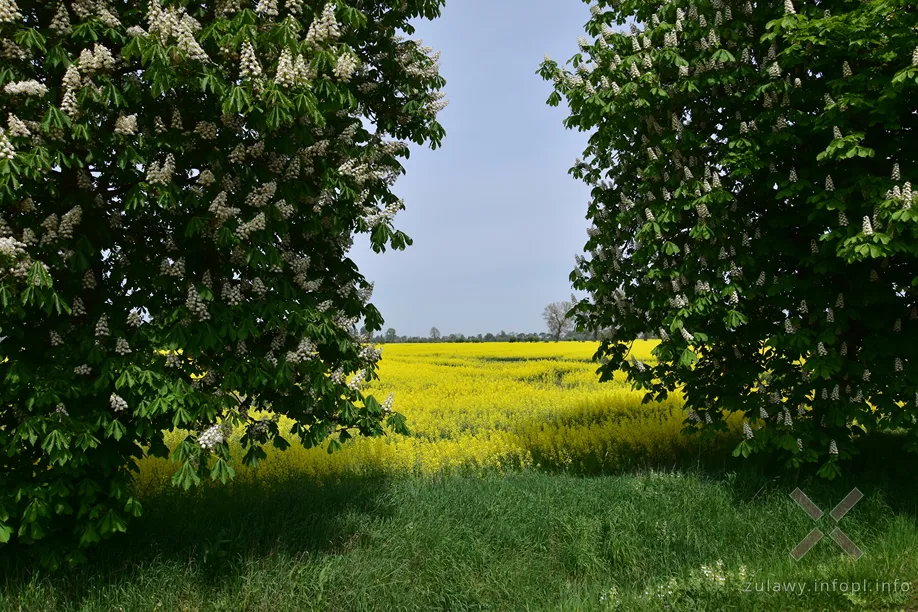 Odcinek między Suchowem a Solnicą