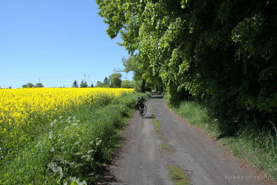 Ostatni odcinek przed stacją Nowy Staw Wąskotorowy