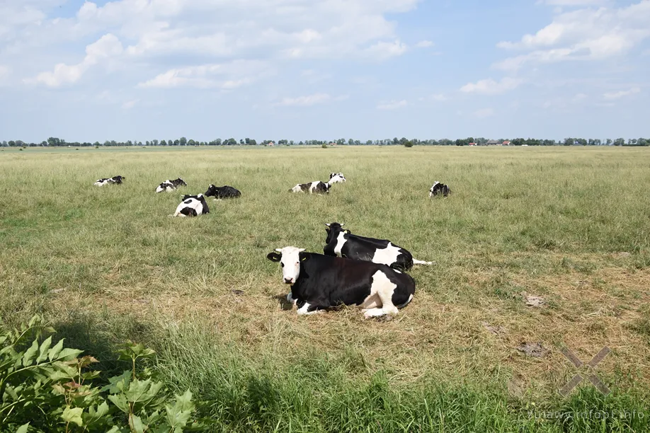 Pojezierze Dzierzgońsko-Morąskie