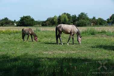 Pełnia lata na Żuławach