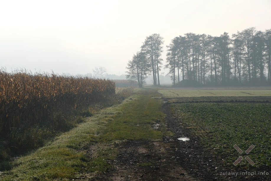 Żuławy Wiślane Żuławy Wiślane