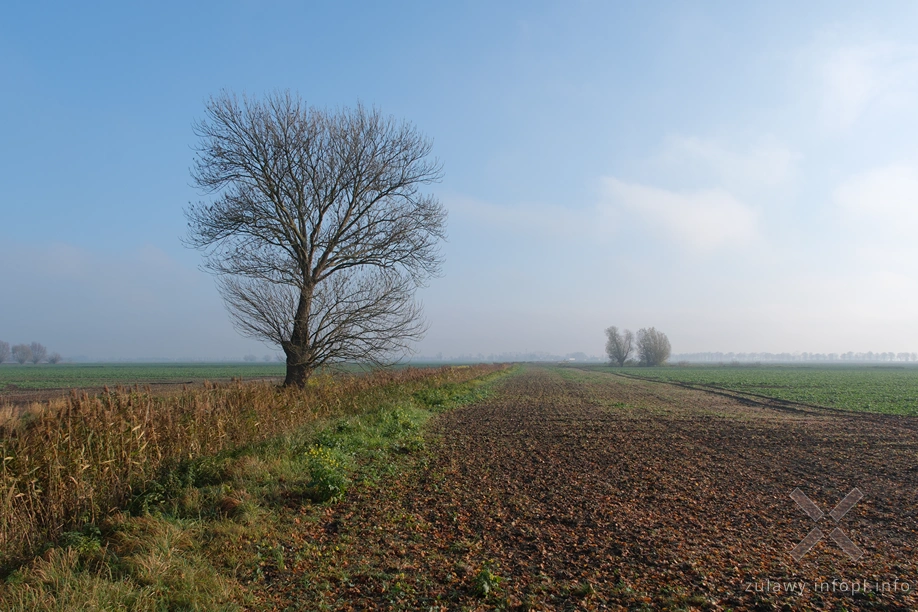 Żuławy Wiślane Żuławy Wiślane