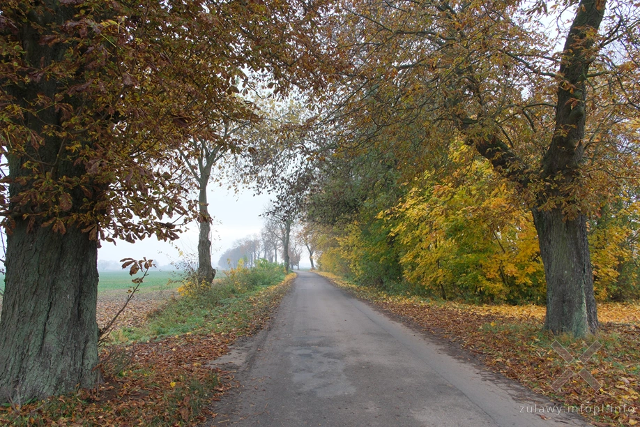 Żuławy Wiślane Żuławy Wiślane