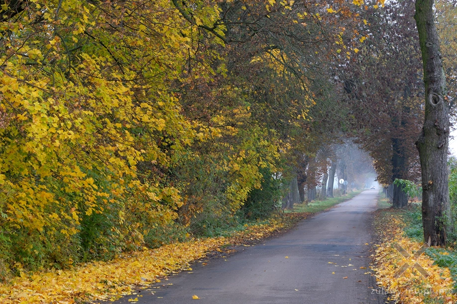 Żuławy Wiślane Żuławy Wiślane