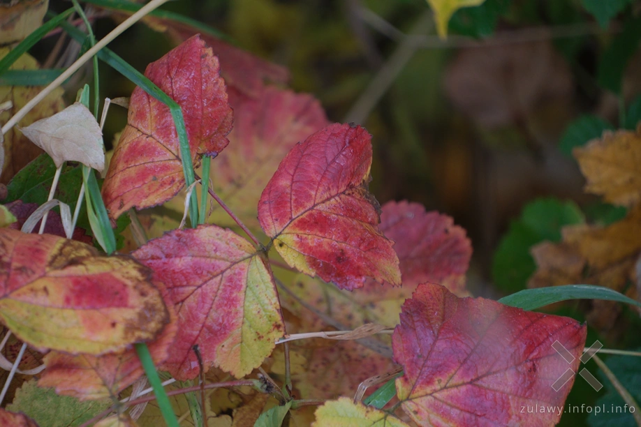 Żuławy Wiślane Żuławy Wiślane