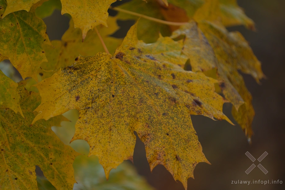 Żuławy Wiślane Żuławy Wiślane