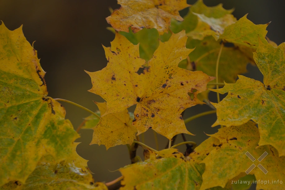 Żuławy Wiślane Żuławy Wiślane