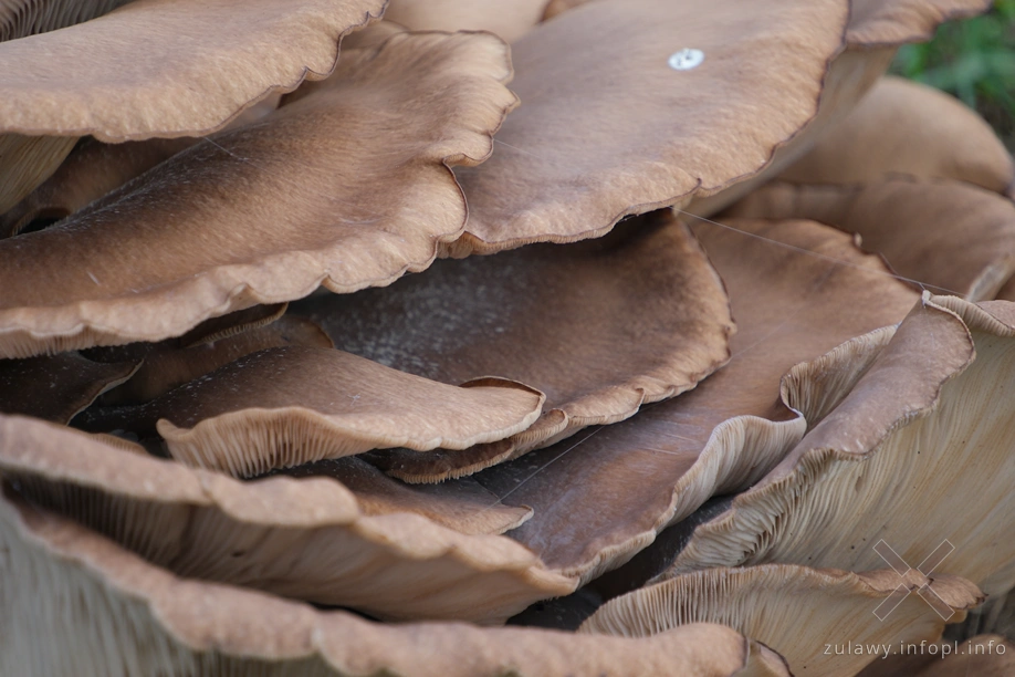 Żuławy Wiślane Żuławy Wiślane