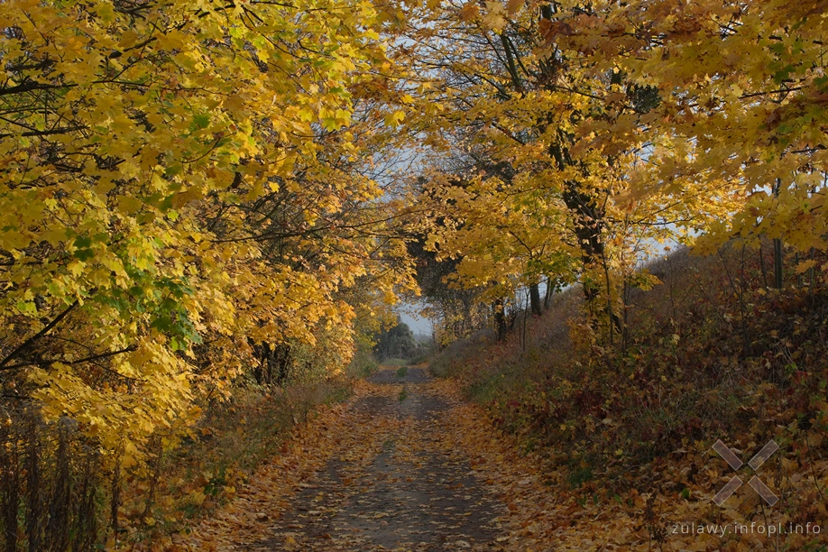 Żuławy Wiślane Żuławy Wiślane