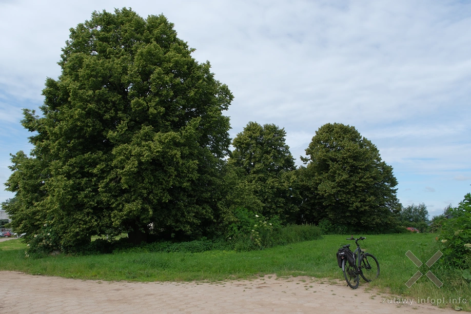 Lipy na cmentarzu mennonickim w Niedźwiedziówce