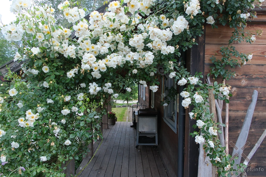 Schonbaum Chmielove w Drewnicy