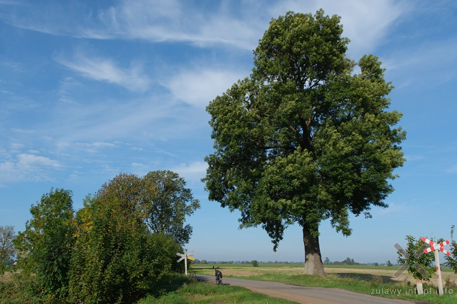 Żuławy Wiślane Żuławy Wiślane