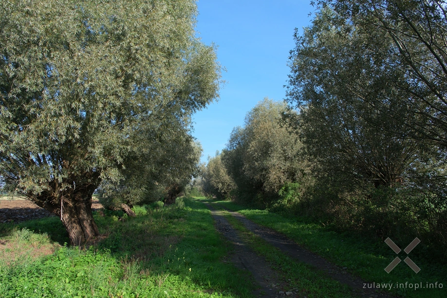 Żuławy Wiślane Żuławy Wiślane