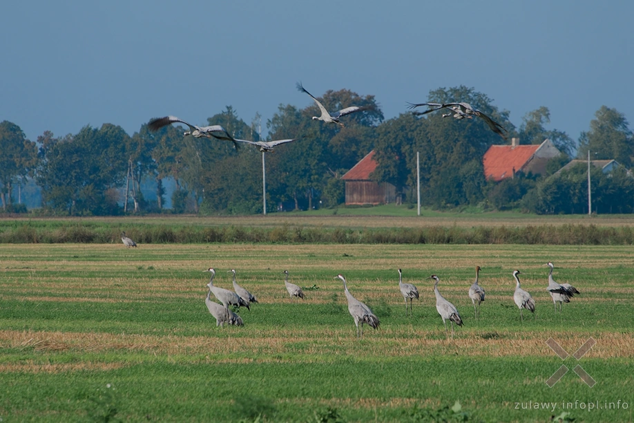Żuławy Wiślane Żuławy Wiślane