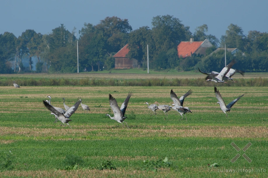 Żuławy Wiślane Żuławy Wiślane