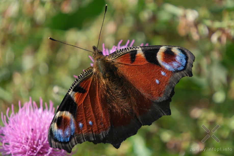 Żuławy Wiślane Żuławy Wiślane