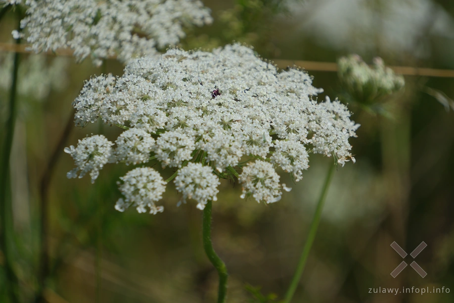 Barszcz zwyczajny Barszcz zwyczajny