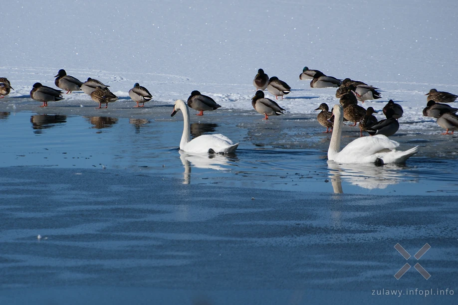 Żuławy- na wysokości śluzy Szonowo
