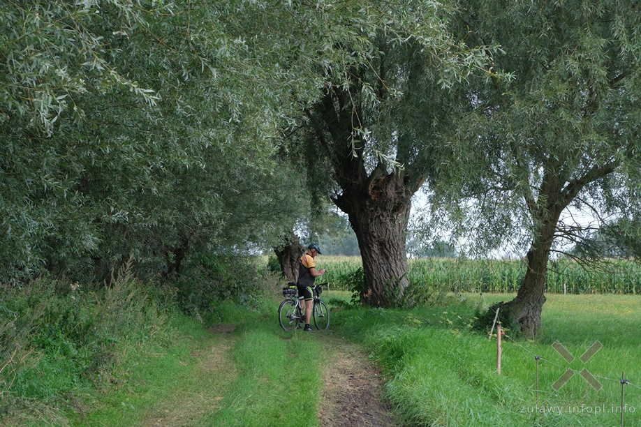 Polder Marzęcino Polder Marzęcino