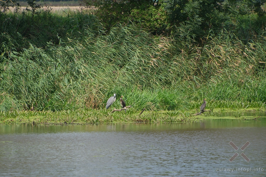 Kanał Panieński Kanał Panieński