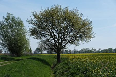 Rozkwit wiosny na Żuławach Elbląskich