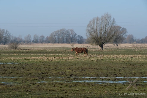 W strefach wierzb i lip