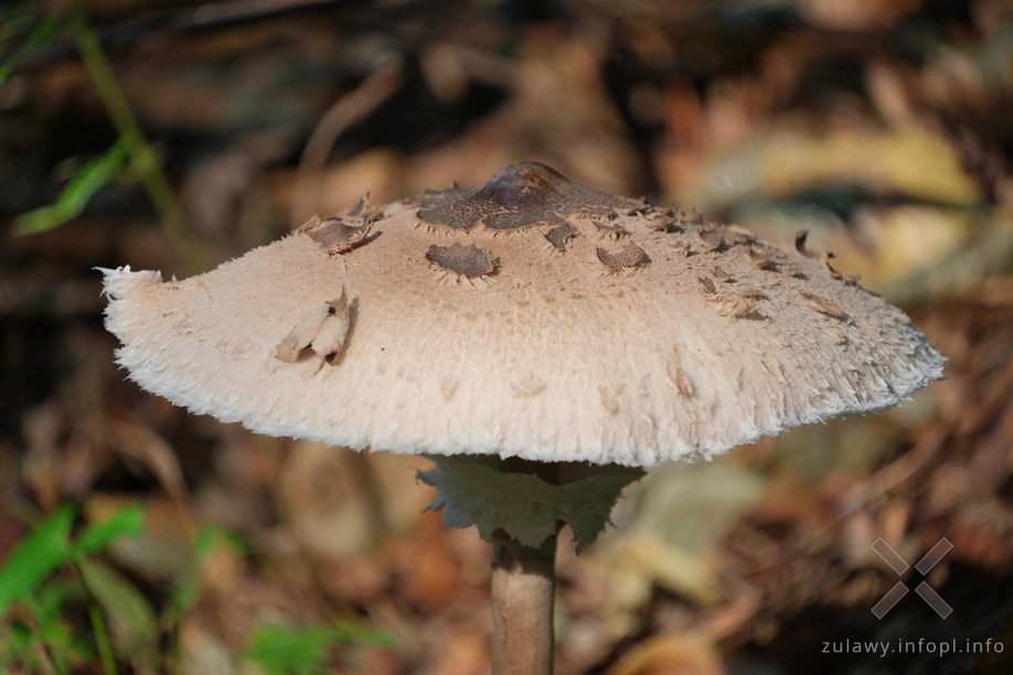 Pojezierze Dzierzgońsko-Morąskie- czubajka kania Pojezierze Dzierzgońsko-Morąskie- czubajka kania