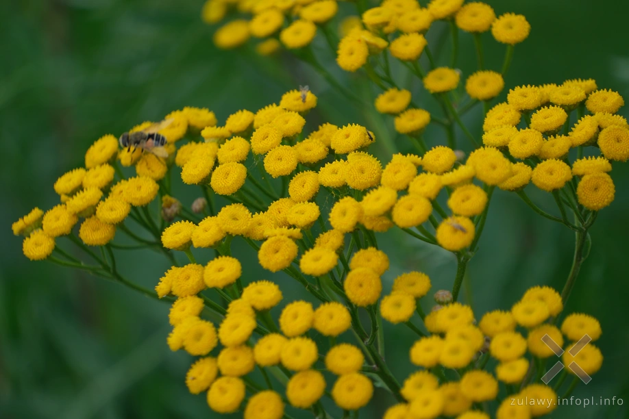 W Dolinie Kwidzyńskiej- wrotycz pospolity W Dolinie Kwidzyńskiej- wrotycz pospolity