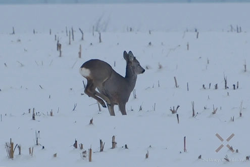 17.01.2026. Małe Żuławy w śnieżnej odsłonie