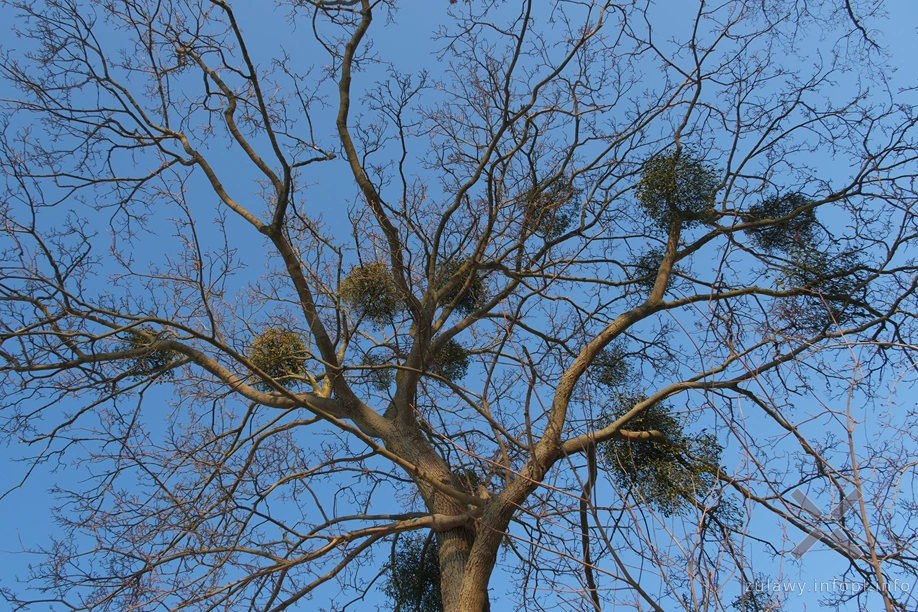 Pojezierze Dzierzgońsko-Morąskie